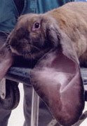 กระต่ายหูยาวที่สุดในโลก