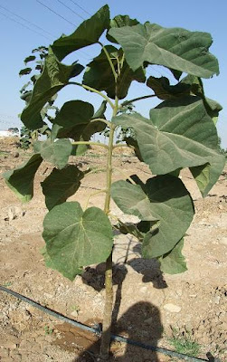 invasive Paulownia is also used quite successfully in reforestation projects