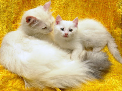 cute cats wallpaper free download 20