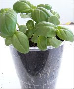 basil ready for potting