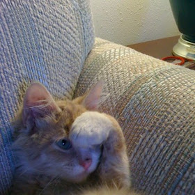 funny cats, cute cat pictures, kitten cover his head with paw