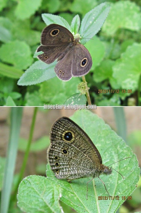 kupu-kupu common five ring (Ypthima baldus) jantan