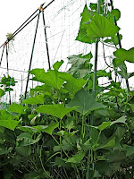 菜園ブログ サツマイモの空中栽培