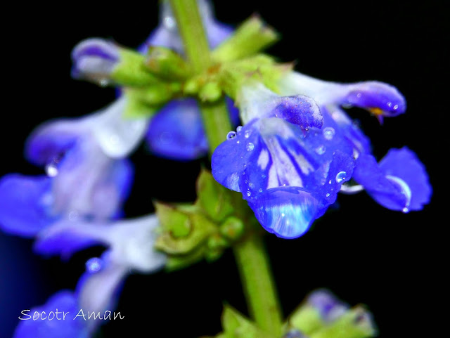 Salvia uliginosa