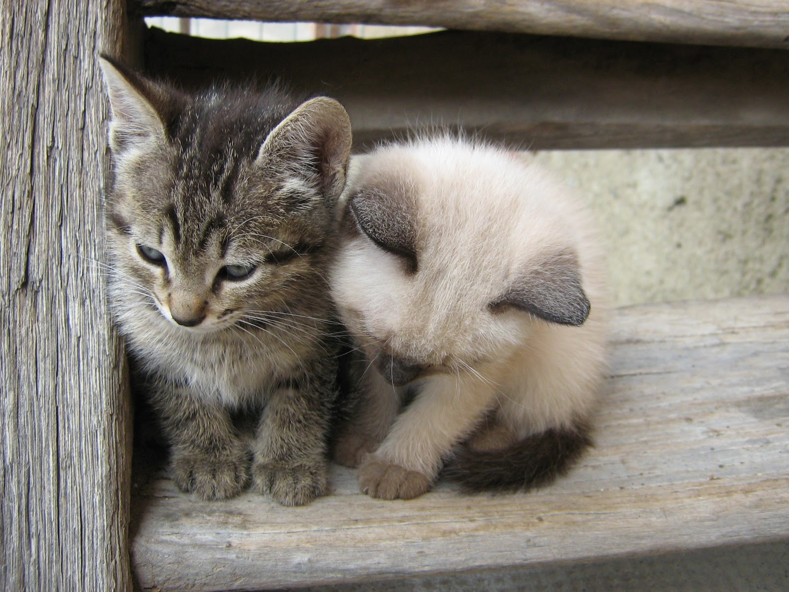 MenDunG KeLabU Comel Tak Anak Kucing Ni