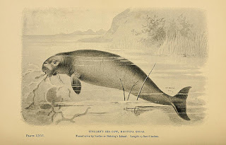 steller's sea cow