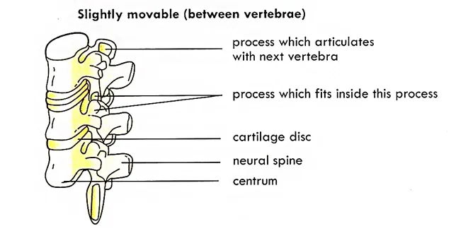Slightly Movable Joints between vertebrae