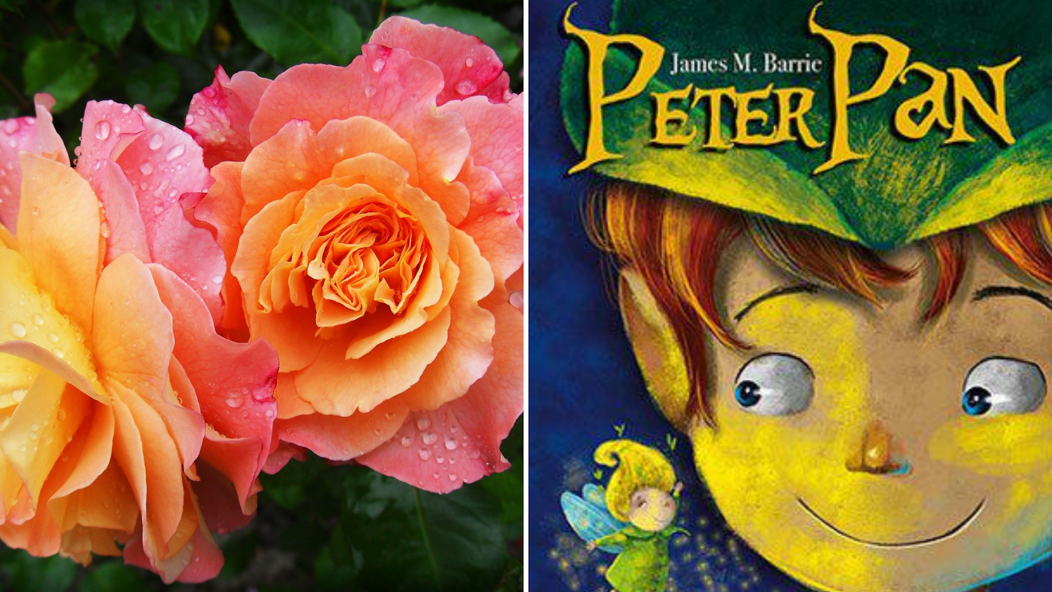 Jardim Literário | Rosa | Peter Pan