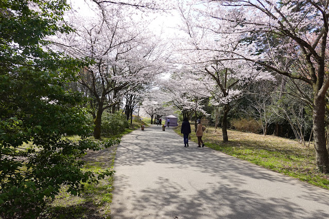 鳥取県西伯郡南部町鶴田 とっとり花回廊 桜まつり ソメイヨシノ（染井吉野）