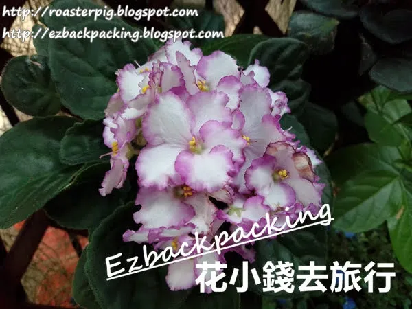 香港公園打卡親子好去處:紫羅蘭展覽
