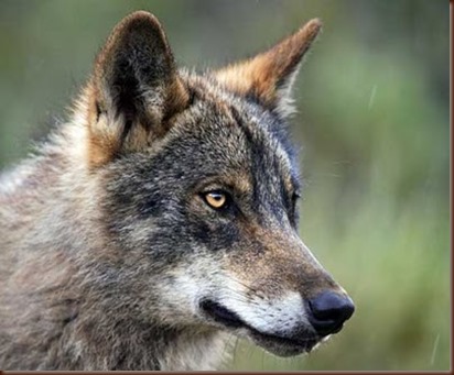 lobo iberico