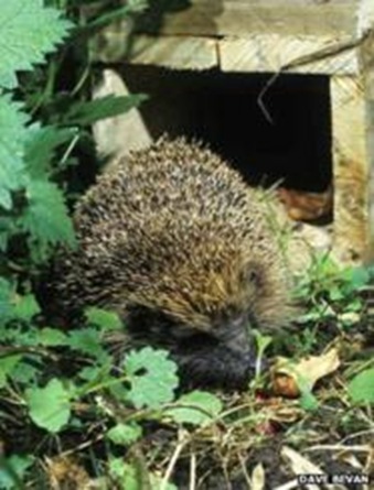 gI_64910__57945047_hogcomingoutofhedgehoghouse_creditdavebevan