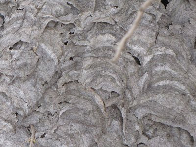 bald-faced hornet nest