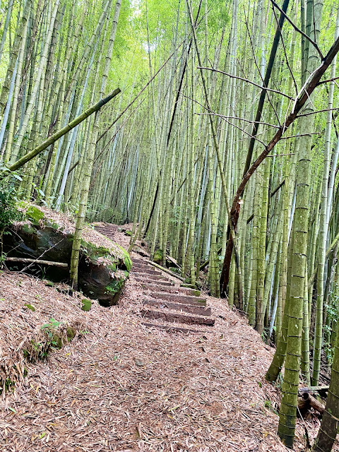 頂石棹步道--茶之道