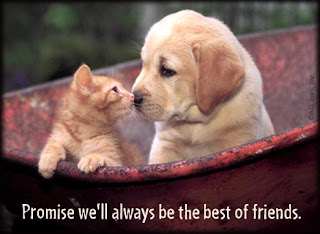 Friendship Best Friends Cards