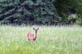 our "backyard" white tail doe