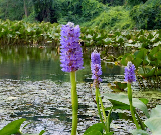 Mengenal Tanaman Hias Air Marjinal Dan Manfaatnya Di Kolam Taman