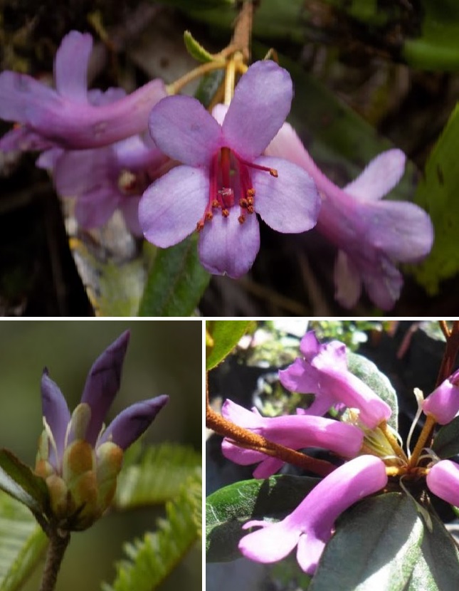 Species New to Science: [Botany • 2018] Rhododendron meagaii