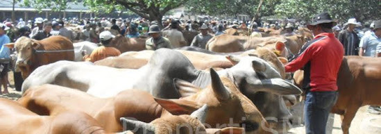 Pasar legi kabupaten Ngawi Jatim