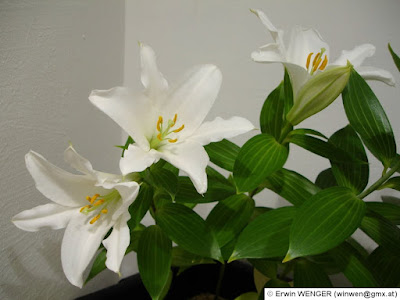 Лилия благороднейшая (Lilium nobilissimum)