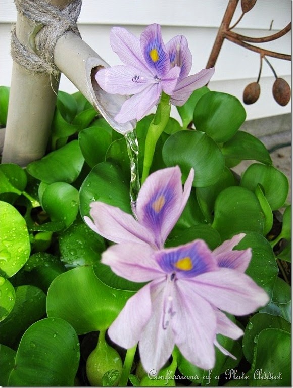 CONFESSIONS OF A PLATE ADDICT Water Hyacinths CONFESSIONS OF A PLATE ADDICT Water Hyacinths