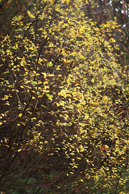 light in golden leaves in the forest