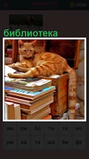  в библиотеке лежит кошка на книгах и хвост вниз висит