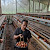 Usaha Ayam Petelur Kelompok Tani Citra Bersama Kapuas Hulu Berpenghasilan Rp27 Juta Perbulan