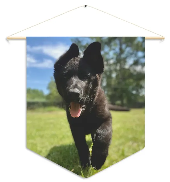 Pennant With European Solid Black German Shepherd Puppy Close Up Face Walking on The Grass