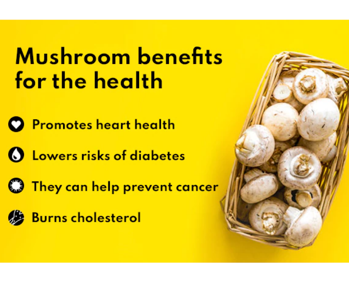 Mushroom benefits for the health | Fresh & dry mushrooms | Biobritte mushroom center