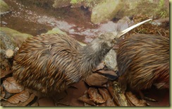 Stuffed Kiwi