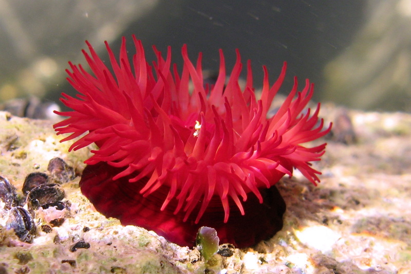 ウメボシイソギンチャク クローンで繁殖する 無性生殖をする生物 N ミライノシテン