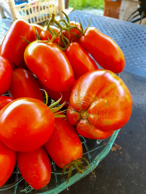 Insalata di pomodoro con bufala.