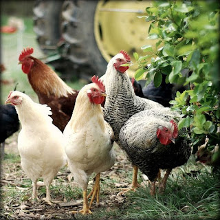 Ternak Ayam kampung