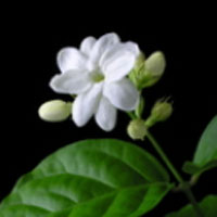 ジャスミン 茉莉花 花言葉 日々の出来事徒然に