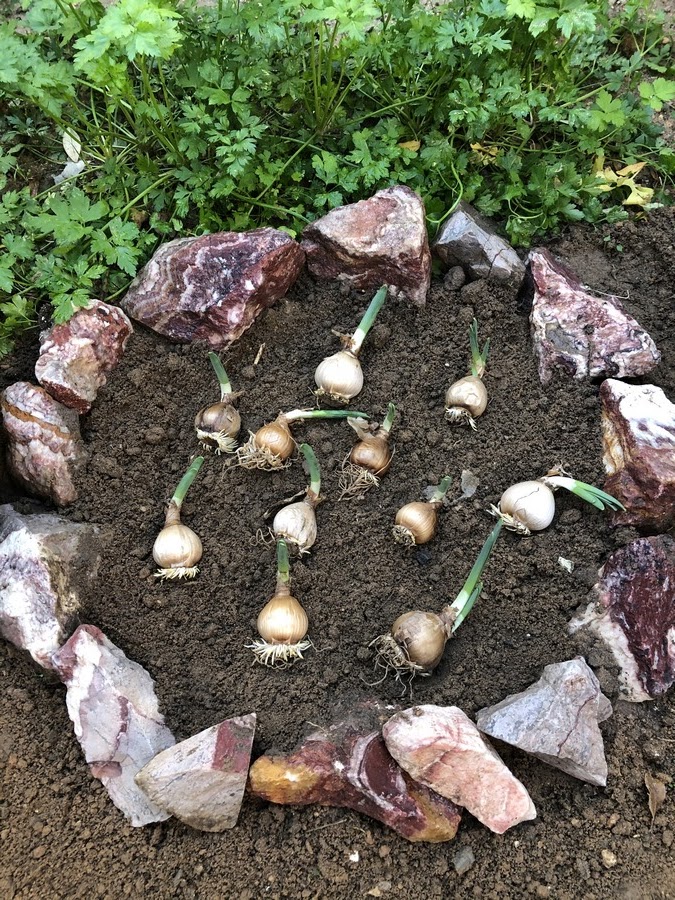 When starting your Narcissus adventure, select bulbs that are firm, weighty, and free from any signs of damage. Remember, bigger bulbs often lead to more robust flowers.