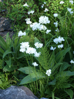 Allium ursinum