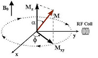 magnetization vector resolved into its components horizontal Mxy and a vertical Mz