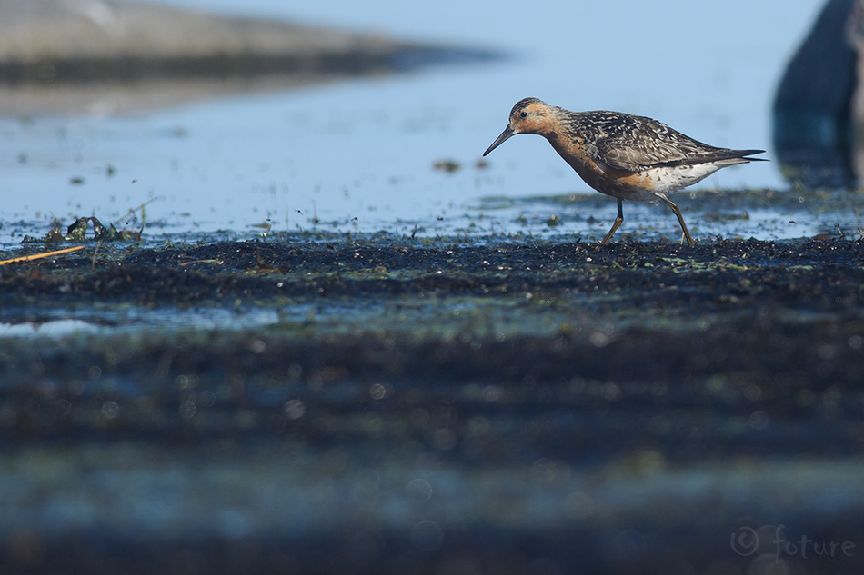 Suurrüdi, Calidris canutus, Red Knot, Lesser, European, suurrisla, rüdi, risla