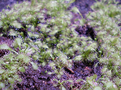 Drosera capensis kapmaankihokki