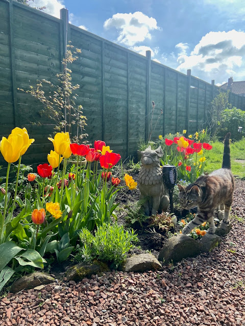 A border full of tulips on a sunny day. It is wonderfully colourful. The border is edged with bricks, which a tabby cat is walking along.