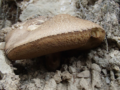 Orawa, Lipnica Wielka, Babia Góra, lipcowe grzyby, grzybobranie pod Babią, borowik żółtopory, Boletus calopus