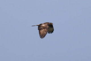 Adult Female Honey Buzzard