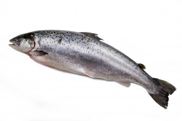 Berikut Supplier Ikan Salmon Jogja Terpercaya