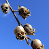 The Dragon’s Skull: The Macabre Appearance of Snapdragon Seed Pods
