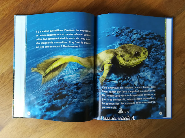 Nos activités sur les amphibiens et reptiles : Livre, l'histoire de la vie