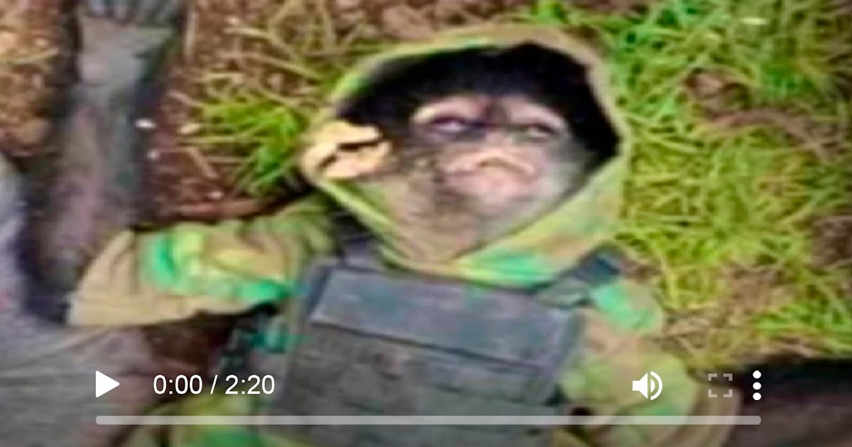 VIDEO: Difunden videos del mono araña vestido de sicario, mascota de un narco abatido hoy en Texcaltitlán