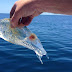 Fakta Tentang Ikan Salpa Maggiore, Ikan Transparan di Laut Selandia Baru