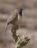 Wild Birds In Texas