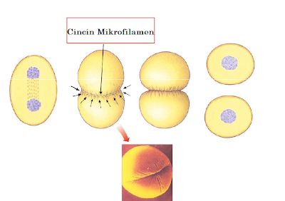 Proses Pembelahan Sel (Amitosis, Mitosis, & Meiosis)